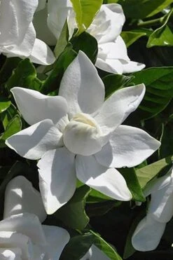 Summer Snow Gardenia - 3 Gallon Pot 16 Summer Snow Gardenia - 3 Gallon Pot -Plant Lover House Shop gardenia jasminoides summer snow 5