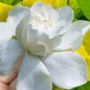 Gold Doubloon Gardenia - 6 Pack Of 1 Gallon Pots 1 Gold Doubloon Gardenia - 6 Pack Of 1 Gallon Pots -Plant Lover House Shop gardenia ogon no hana gold doubloon 10 2