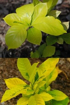 Gold Doubloon Gardenia - 1 Gallon Pot -Plant Lover House Shop gardenia ogon no hana gold doubloon 4