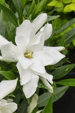 Radicans Creeping Dwarf Gardenia - 1 Gallon Pot -Plant Lover House Shop gardenia radicans 22