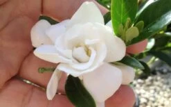 Jubilation Gardenia - 2 Gallon Pot 10 Jubilation Gardenia - 2 Gallon Pot -Plant Lover House Shop gardeniajubilation