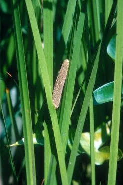 American Sweet Flag (Acorus Americanus) - 1 Gallon Pot -Plant Lover House Shop grass american sedge 500x750 1