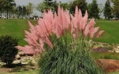 Pink Pampas Grass - 1 Gallon Pot -Plant Lover House Shop grass pink pampas landscapejpg