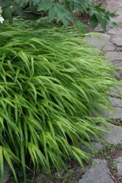 Hakone Japanese Forest Grass (Hakonechloa Macra) - 1 Gallon Pot -Plant Lover House Shop hakonechloa macra hakone japanese forest grass 5