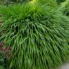 Hakone Japanese Forest Grass (Hakonechloa Macra) - 1 Gallon Pot -Plant Lover House Shop hakonechloa macra hakone japanese forest grass 7
