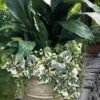 Variegated Algerian Ivy (Hedera Algeriensis 'Gloire De Marengo') - 5 Pack Of Pint Pots -Plant Lover House Shop hedera algeriensis gloire de marengo variegated algerian ivy 102
