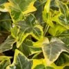 Gold Child Ivy (Hedera Helix) - 10 Pack Of Pint Pots 1 Gold Child Ivy (Hedera Helix) - 10 Pack Of Pint Pots -Plant Lover House Shop hedera helix gold child english ivy 100 1