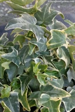 Ingelise English Ivy (Hedera) - 10 Pack Of 4" Pots 11 Ingelise English Ivy (Hedera) - 10 Pack Of 4" Pots -Plant Lover House Shop hedera helix ingelise english ivy 4