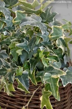 Ingelise English Ivy (Hedera) - 10 Pack Of 4" Pots 13 Ingelise English Ivy (Hedera) - 10 Pack Of 4" Pots -Plant Lover House Shop hedera helix ingelise english ivy 6