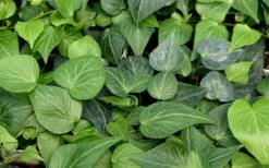 Teardrop Ivy (Hedera Helix) - 5 Pack Of Pint Pots -Plant Lover House Shop hedera helix teardrop ivy 100