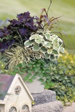 Teardrop Ivy (Hedera Helix) - 5 Pack Of Pint Pots -Plant Lover House Shop hedera helix teardrop ivy 101