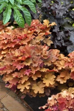 Caramel Heuchera (Villosa Hybrid) - 10 Count Flat Of Quart Pots -Plant Lover House Shop heuchera caramel 20