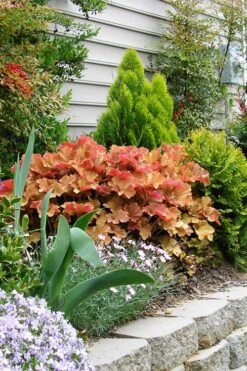 Caramel Heuchera (Villosa Hybrid) - 1 Gallon Pot -Plant Lover House Shop heuchera caramel 21 1