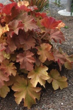 Caramel Heuchera (Villosa Hybrid) - 10 Count Flat Of Quart Pots -Plant Lover House Shop heuchera caramel 23