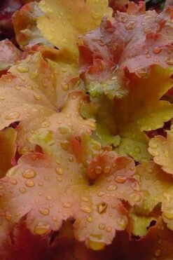 Caramel Heuchera (Villosa Hybrid) - 1 Gallon Pot -Plant Lover House Shop heuchera caramel 500x750 1