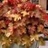Caramel Heuchera (Villosa Hybrid) - 10 Count Flat Of Quart Pots -Plant Lover House Shop heuchera caramel coral bells 31