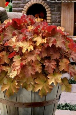 Caramel Heuchera (Villosa Hybrid) - 10 Count Flat Of Quart Pots