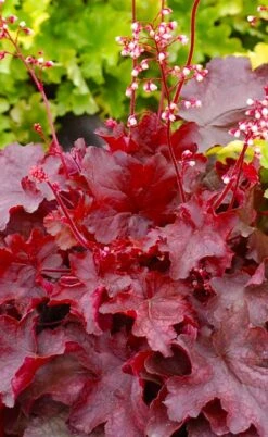 Fire Chief Heuchera (Coral Bells) - 1 Gallon Pot -Plant Lover House Shop heuchera fire chief 20 1