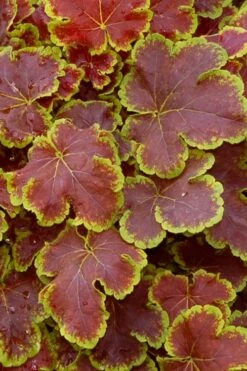 Solar Eclipse Heucherella (Foamy Bells) - 1 Gallon Pot -Plant Lover House Shop heucherella solar eclipse 1