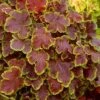 Solar Eclipse Heucherella (Foamy Bells) - 1 Gallon Pot 1 Solar Eclipse Heucherella (Foamy Bells) - 1 Gallon Pot -Plant Lover House Shop heucherella solar eclipse 2
