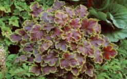 Solar Eclipse Heucherella (Foamy Bells) - 1 Gallon Pot -Plant Lover House Shop heucherella solar eclipse 3
