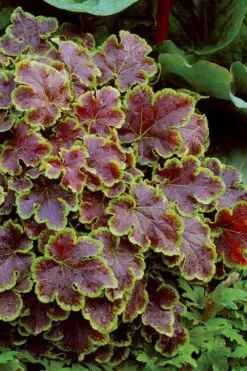 Solar Eclipse Heucherella (Foamy Bells) - 1 Gallon Pot -Plant Lover House Shop heucherella solar eclipse 4