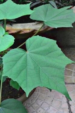 Confederate Rose Hibiscus (Rose Mallow) - 6 Pack Of Quart Pots 12 Confederate Rose Hibiscus (Rose Mallow) - 6 Pack Of Quart Pots -Plant Lover House Shop hibiscus confederate rose leaves