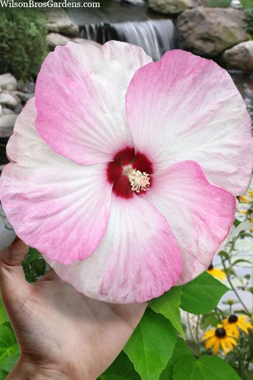 Luna Pink Swirl Hardy Hibiscus - 3 Gallon Pot 3 Luna Pink Swirl Hardy Hibiscus - 3 Gallon Pot