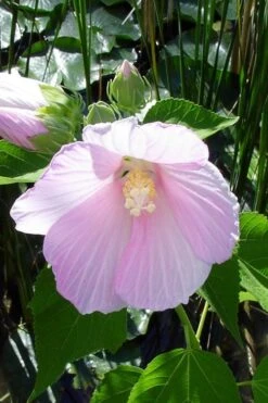 Rose Mallow Hardy Hibiscus (Hibiscus Moscheutos) - 1 Gallon Pot -Plant Lover House Shop hibiscus mosheutos swamp rose mallow 1