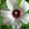 Rose Mallow Hardy Hibiscus (Hibiscus Moscheutos) - 1 Gallon Pot -Plant Lover House Shop hibiscus mosheutos swamp rose mallow 10