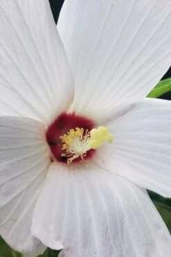 Rose Mallow Hardy Hibiscus (Hibiscus Moscheutos) - 1 Gallon Pot -Plant Lover House Shop hibiscus mosheutos swamp rose mallow 4