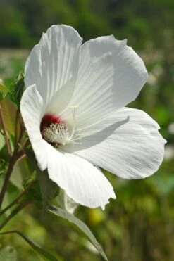 Rose Mallow Hardy Hibiscus (Hibiscus Moscheutos) - 1 Gallon Pot -Plant Lover House Shop hibiscus mosheutos swamp rose mallow 7