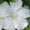 Diana White Rose Of Sharon (Althea) - Hibiscus Syriacus - 1 Gallon Pot -Plant Lover House Shop hibiscus syriacus diana rose of sharon 1