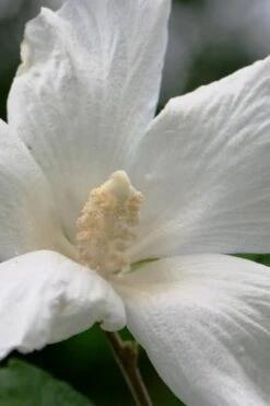 Diana White Rose Of Sharon (Althea) - Hibiscus Syriacus - 1 Gallon Pot -Plant Lover House Shop hibiscus syriacus diana rose of sharon 2
