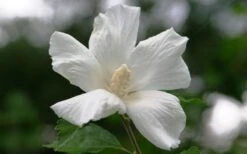 Diana White Rose Of Sharon (Althea) - Hibiscus Syriacus - 1 Gallon Pot -Plant Lover House Shop hibiscus syriacus diana rose of sharon 3