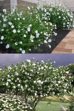 Diana White Rose Of Sharon (Althea) - Hibiscus Syriacus - 1 Gallon Pot -Plant Lover House Shop hibiscus syriacus diana rose of sharon 4