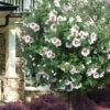 Morning Star Rose Of Sharon (Single Trunk Tree) - 7 Gallon Pot (3-4') -Plant Lover House Shop hibiscus syriacus morning star rose of sharon tree 1