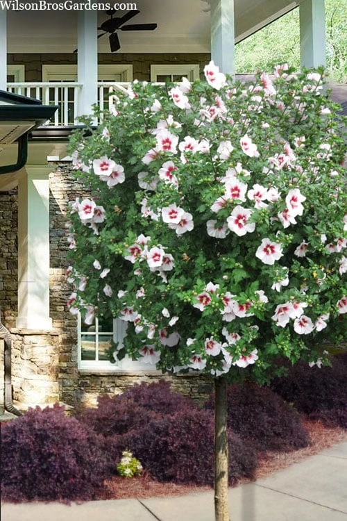Morning Star Rose Of Sharon (Single Trunk Tree) - 7 Gallon Pot (3-4') 3 Morning Star Rose Of Sharon (Single Trunk Tree) - 7 Gallon Pot (3-4')