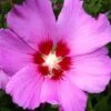 Violet Satin Rose Of Sharon (Hibiscus / Althea) - 3 Gallon Pot 1 Violet Satin Rose Of Sharon (Hibiscus / Althea) - 3 Gallon Pot -Plant Lover House Shop hibiscus syriacus violet satin rose of sharon 1