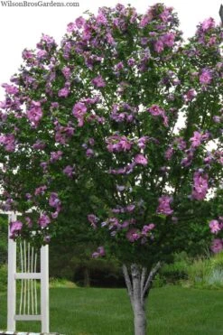 Violet Satin Rose Of Sharon (Hibiscus / Althea) - 3 Gallon Pot -Plant Lover House Shop hibiscus syriacus violet satin rose of sharon 2