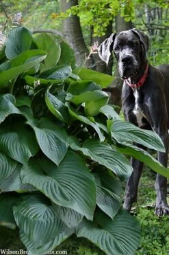 Empress Wu Giant Hosta Lily - 1 Gallon Pot -Plant Lover House Shop hosta lily empress wu 205