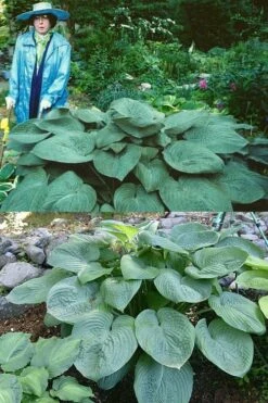 Humpback Whale Giant Hosta Lily - 1 Gallon Pot -Plant Lover House Shop hosta lily humpback whale 3