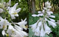 Humpback Whale Giant Hosta Lily - 1 Gallon Pot -Plant Lover House Shop hosta lily humpback whale 5