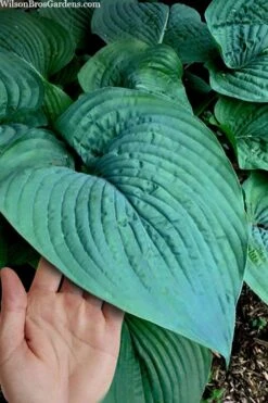 Humpback Whale Giant Hosta Lily - 1 Gallon Pot -Plant Lover House Shop hosta lily humpback whale 7