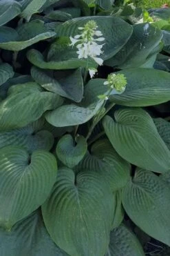 Humpback Whale Giant Hosta Lily - 1 Gallon Pot -Plant Lover House Shop hosta lily humpback whale 9