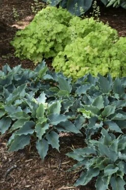 Waterslide Hosta Lily - 1 Gallon Pot -Plant Lover House Shop hosta lily waterslide 11