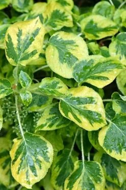 Miranda Climbing Hydrangea - 5 Gallon Pot -Plant Lover House Shop hydrangea anomala petiolaris miranda climbing hydrangea 11