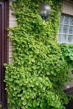 Miranda Climbing Hydrangea - 5 Gallon Pot -Plant Lover House Shop hydrangea anomala petiolaris miranda climbing hydrangea 13