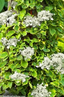 Miranda Climbing Hydrangea - 2 Gallon Pot -Plant Lover House Shop hydrangea anomala petiolaris miranda climbing hydrangea 8 1