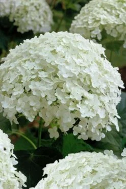 Annabelle Hydrangea - 3 Gallon Pot -Plant Lover House Shop hydrangea arborescens annabelle 10